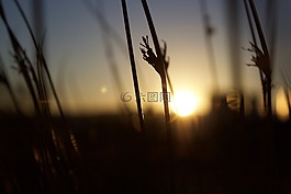 日落,原野,側(cè)影