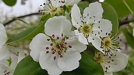 春游,梨花,景色