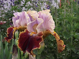 虹膜,鮮花,花園