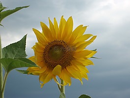 太陽花,花,灰色的天空
