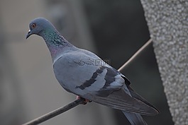 鸽子,鸟,columbidae