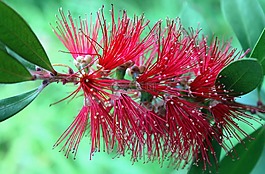 開花,紅色,廠