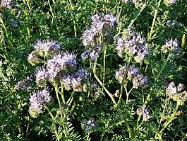 艾菊phacelia,鲜花,植物