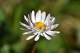 雛菊,花,開花