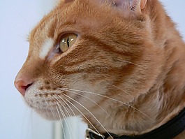 猫,红色,小猫