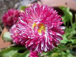 花卉,養(yǎng)殖,黛西