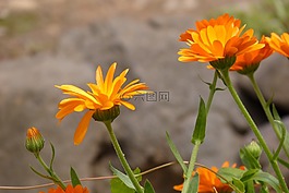花,萬壽菊,黃