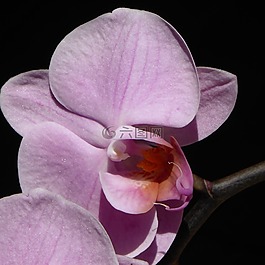 蘭花,開花,花
