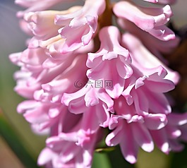 风信子,花,鲜花