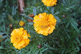花,黃色,黃色的花