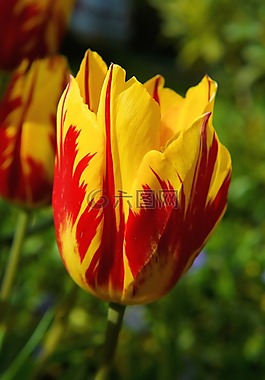 開花,郁金香,紅色黃色