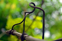藤蔓,朦朧,植物