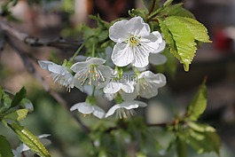 櫻花,性質(zhì),開花