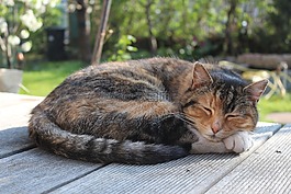 貓,動物,寵物