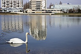 天鵝,湖,城市