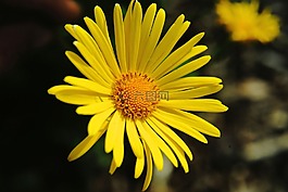 花,開花,關(guān)閉