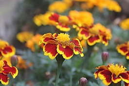 花,自然,夏天