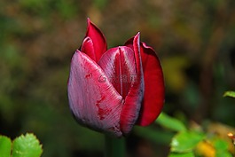 郁金香,開花,紅色