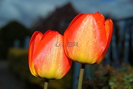 郁金香,鮮花,春天