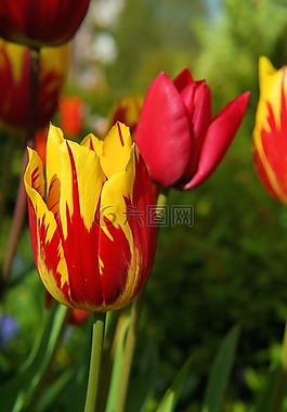 開花,郁金香,紅色黃色