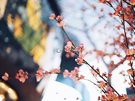 花,粉红色的花,布什