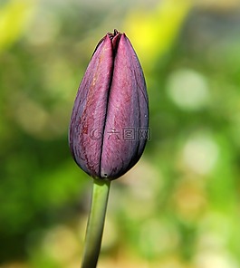 開花,郁金香,關閉