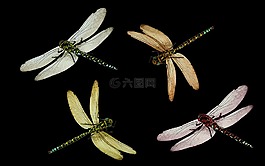 動(dòng)物,蜻蜓,昆蟲(chóng)