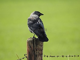 烏鴉,鳥,鴉雀