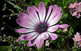 花,性質(zhì),植物