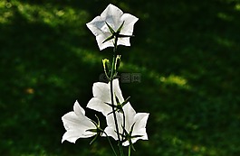 鮮花,鐘聲,白