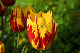 開花,郁金香,紅色黃色