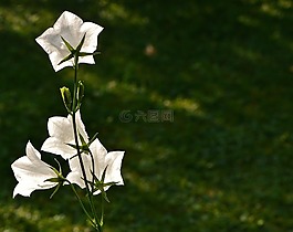 鮮花,鐘聲,白
