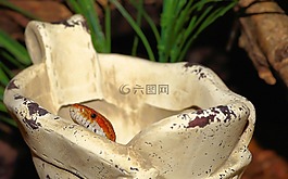 蛇,玉米蛇,石鞋