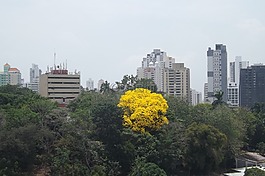 树,天堂,云计算