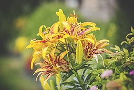 百合花,黄色,黑奴后代