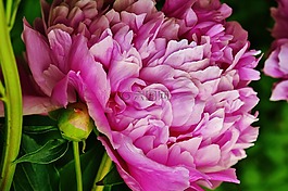 牡丹,花,粉红色