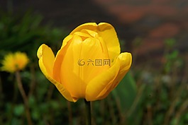 開花,郁金香,黃色
