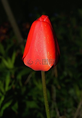 郁金香,開花,花