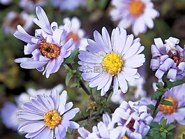 鮮花,草地,雛菊