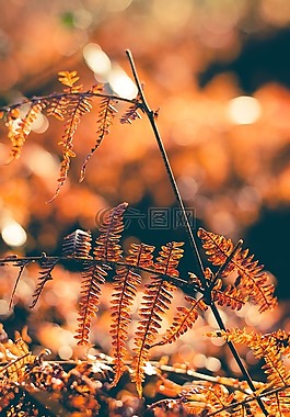 秋,植物,秋天