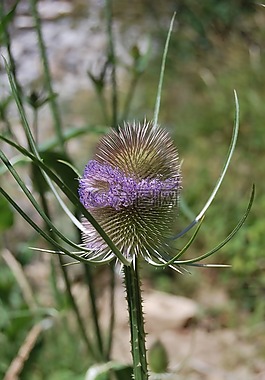性質(zhì),植物,薊