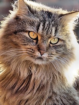貓,maincoon,性質(zhì)