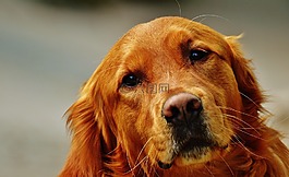金毛獵犬,狗,毛皮