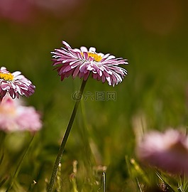 雛菊,鮮花,野花