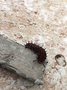 卡特彼勒,昆蟲,bug