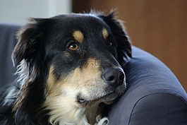 狗,動物,寵物