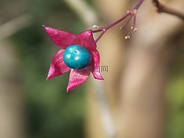 春天,紫,花