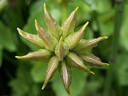 芽,沼澤萬壽菊,池塘里植物