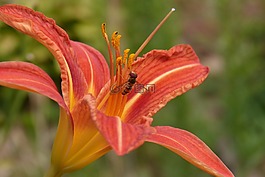 黃花菜,昆蟲,花蜜