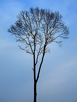 樹,黃昏,輪廓